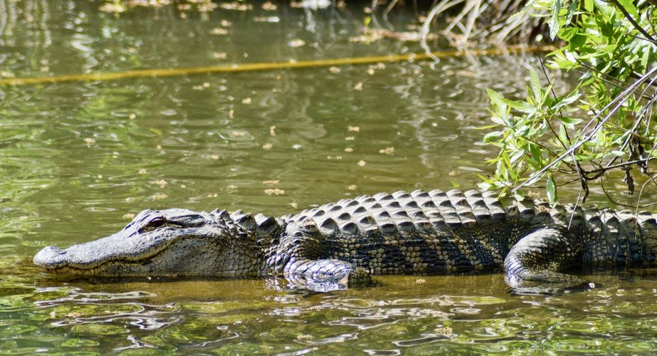 Deep South 19 Deep South 19